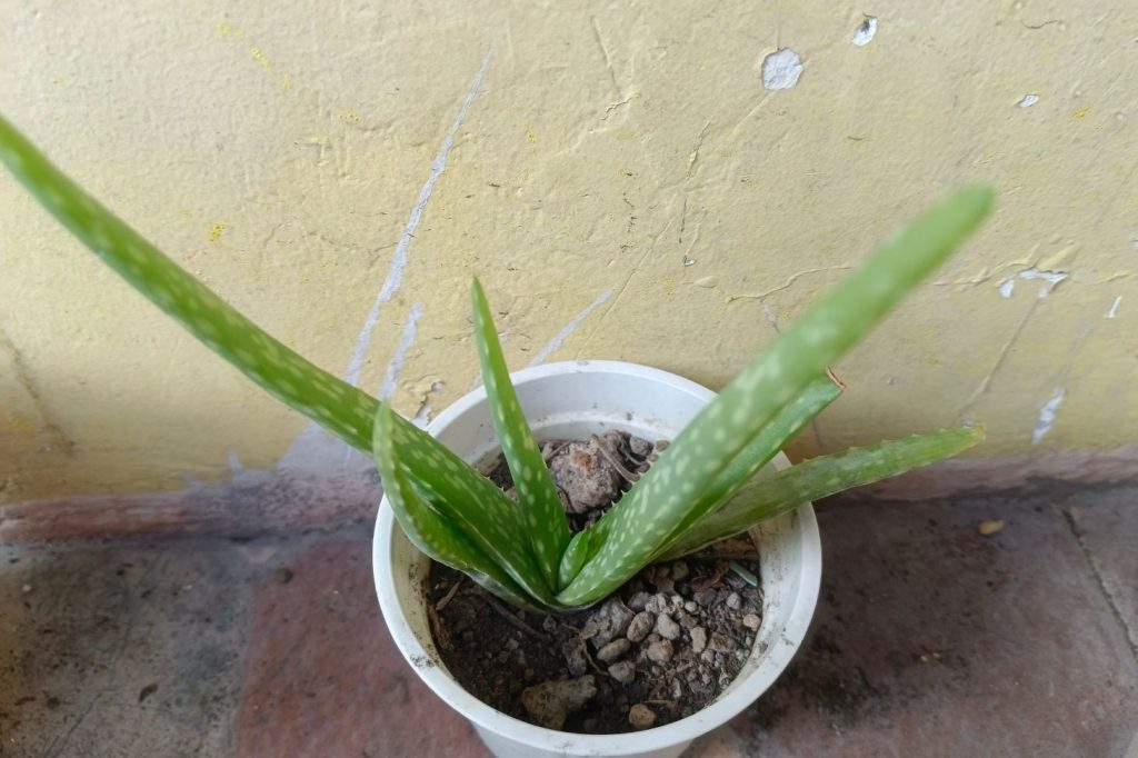 aloe vera pup planted in a pot