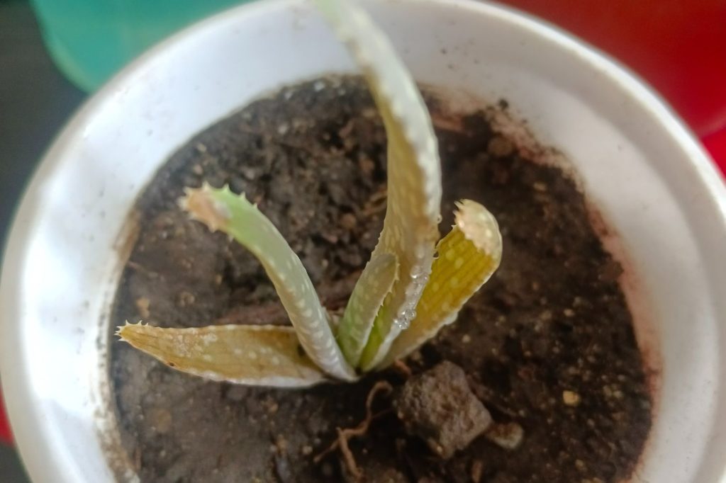 aloe vera with brown leaves