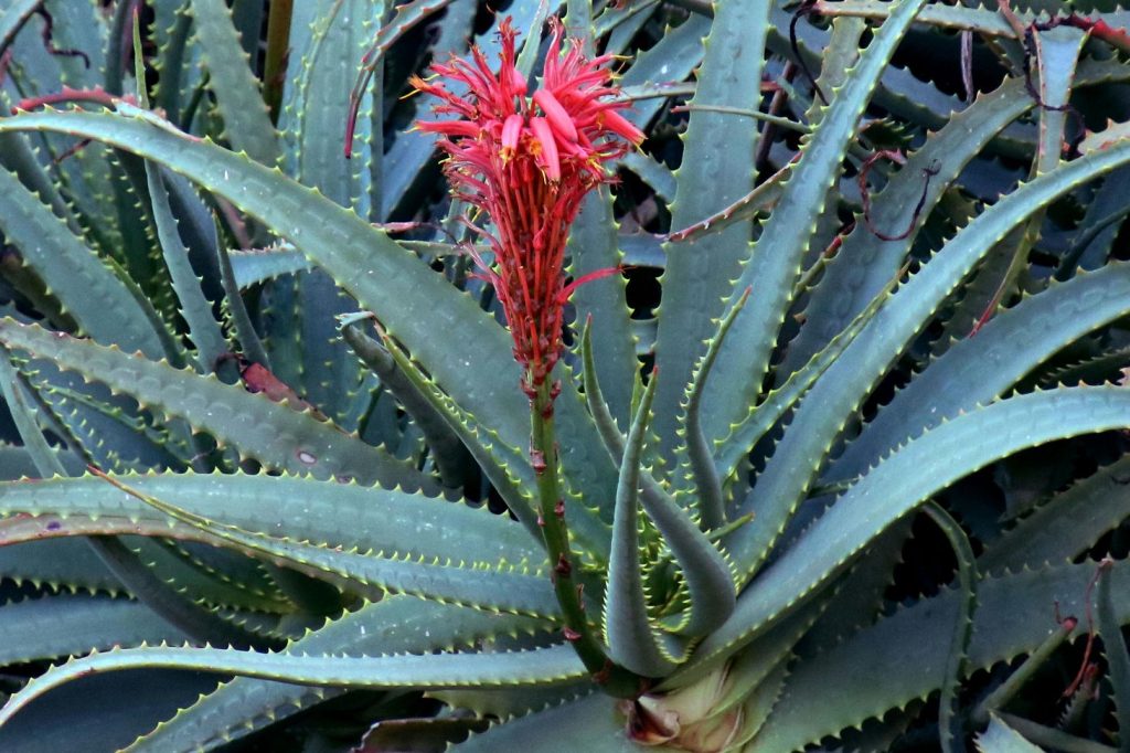 aloe vera with flower