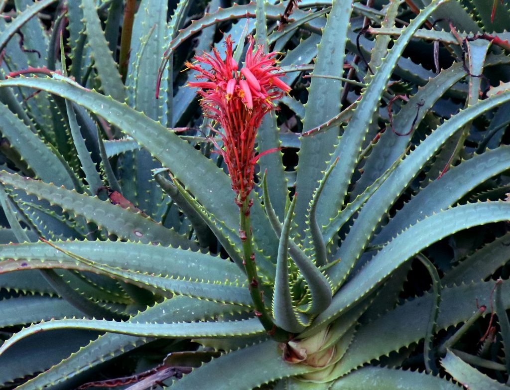 aloe vera with flower