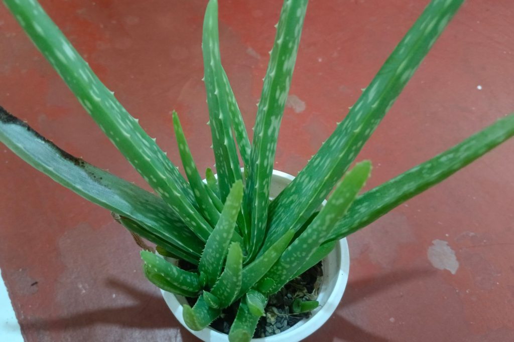 aloe vera with pups