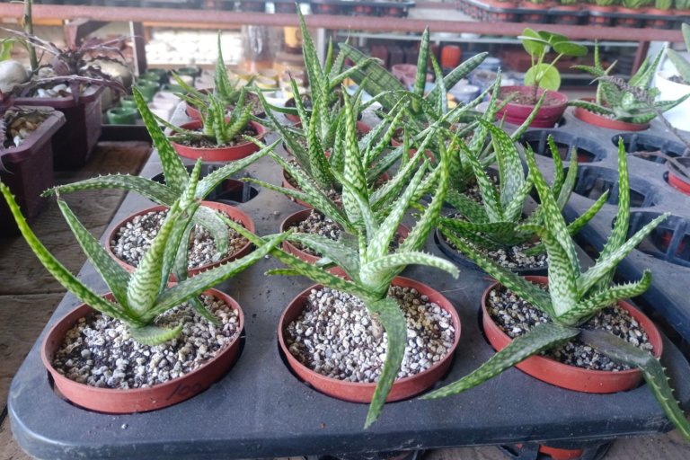 aloe with mulch