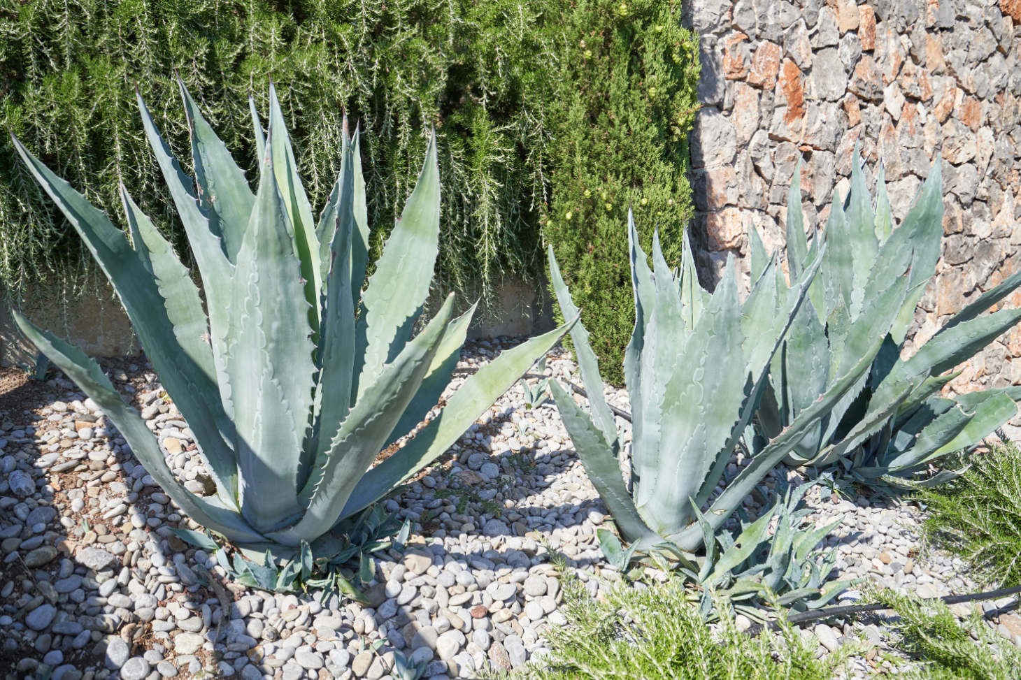 American Agave In Rock Garden (Century Plant Agave)