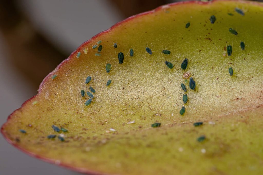 Aphids On Kalanchoe Leaf