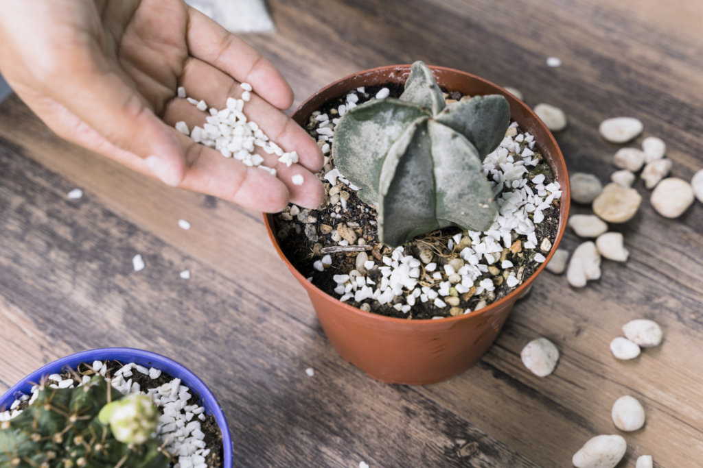applying fertilizer to cactus