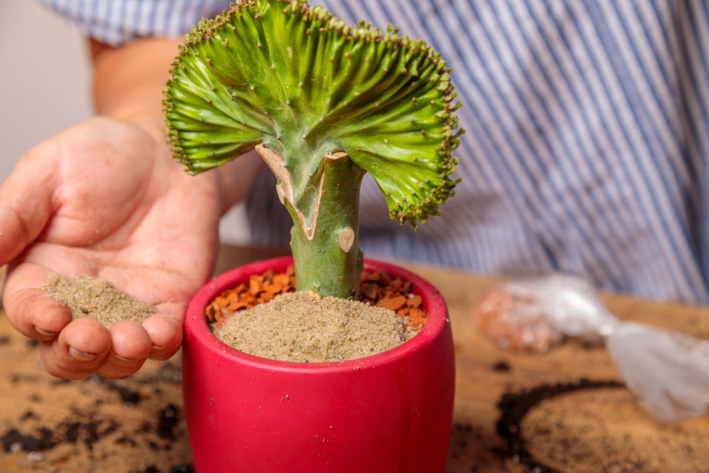 applying fertilizer to euphorbia lactea