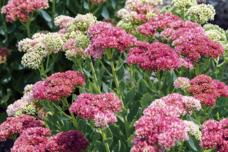 autumn joy sedum with pink and white flowers