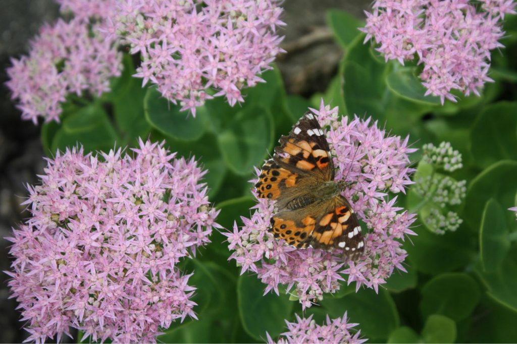 autumn joy sedum with pink flowers