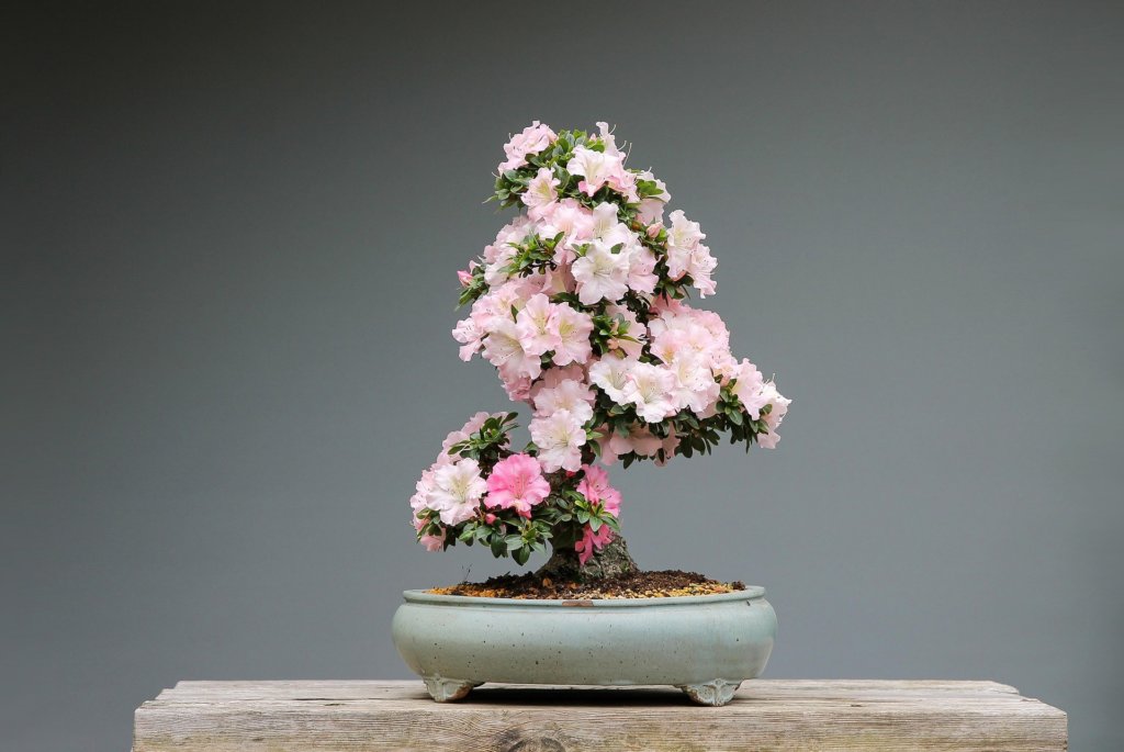 azalea bonsai flowering