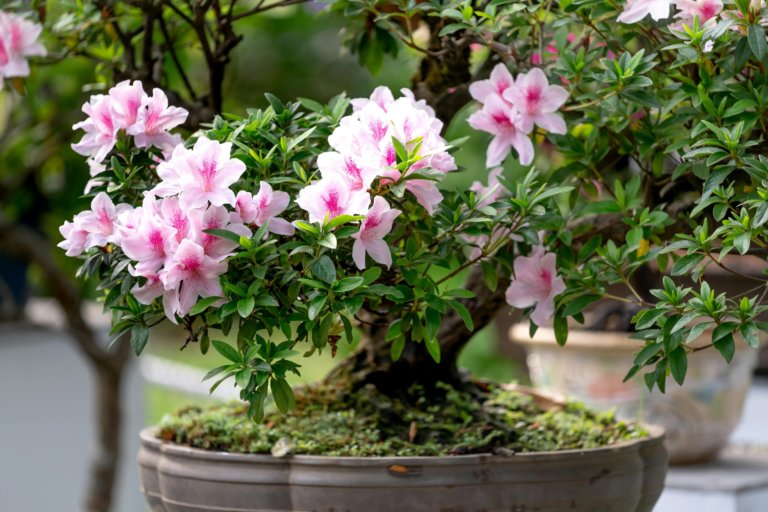 azalea bonsai with pink flowers