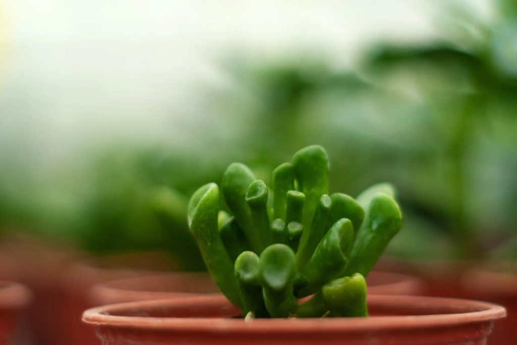 Baby Gollum Jade Plant Closeup