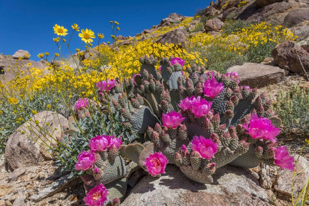 Beavertail Cactus (Opuntia Basilaris) And Yellow Wildflowers