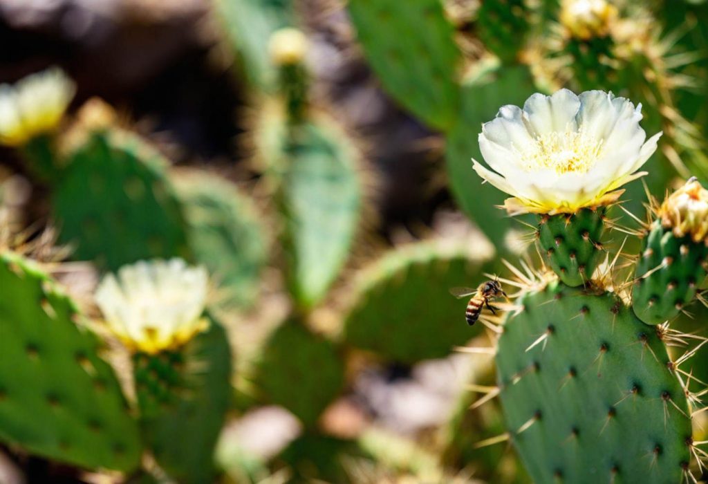 Bee Flying Near Flowering Prickly Pear Cactus