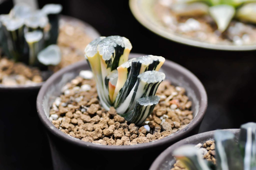 Bi-Color Haworthia Truncata In Pot