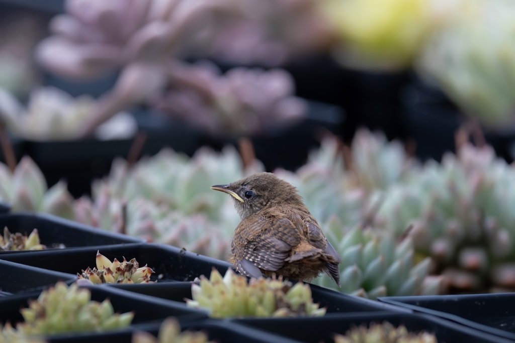 bird on succulents
