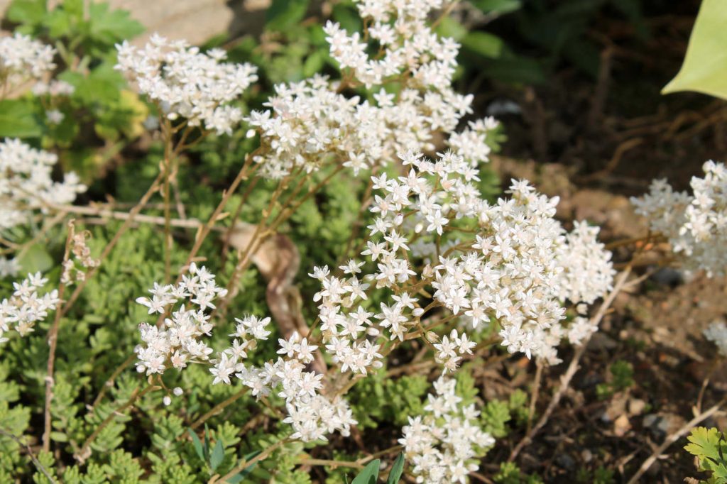 Bloom Stonecrop Sedum White Flowers