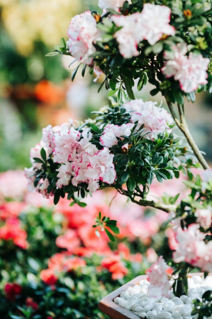 blooming azalea bonsai