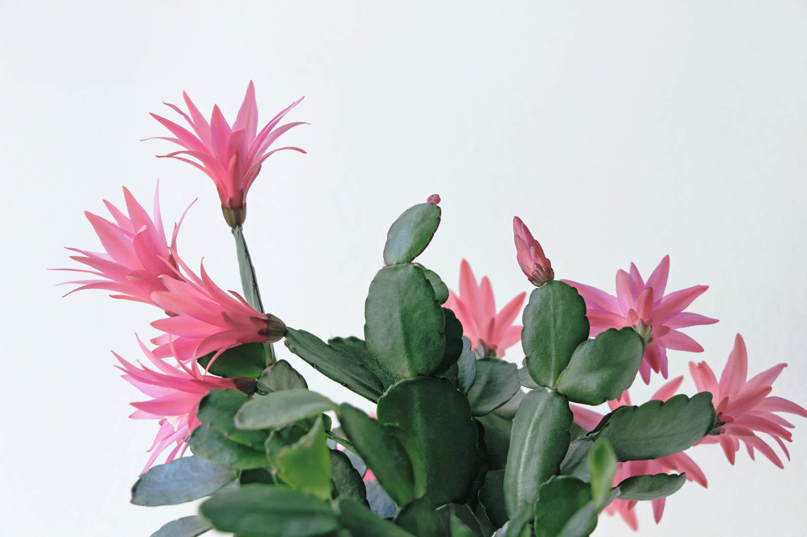 Blooming Easter Cactus Pink Flowers