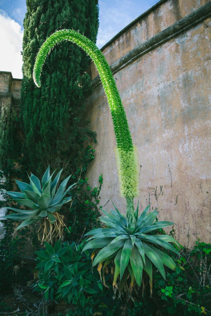 Blooming Foxtail Agave (Agave Attenuata)