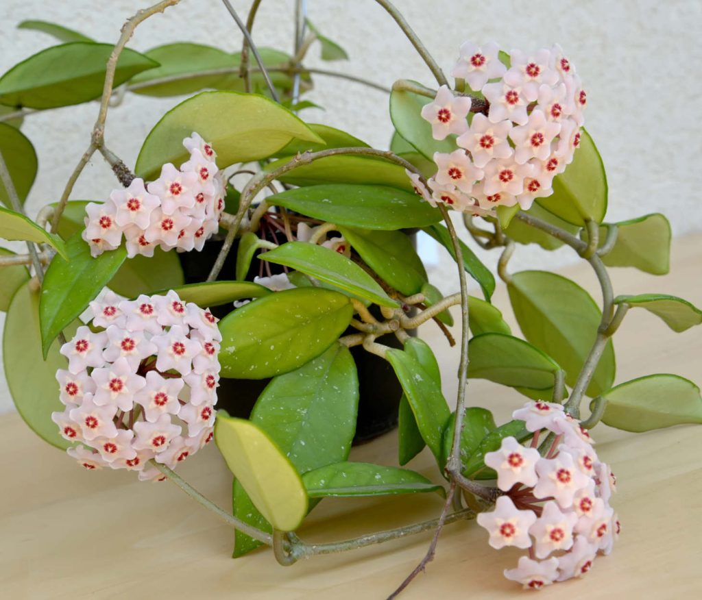 Blooming Hoya Carnosa (Blooming Wax Plant)
