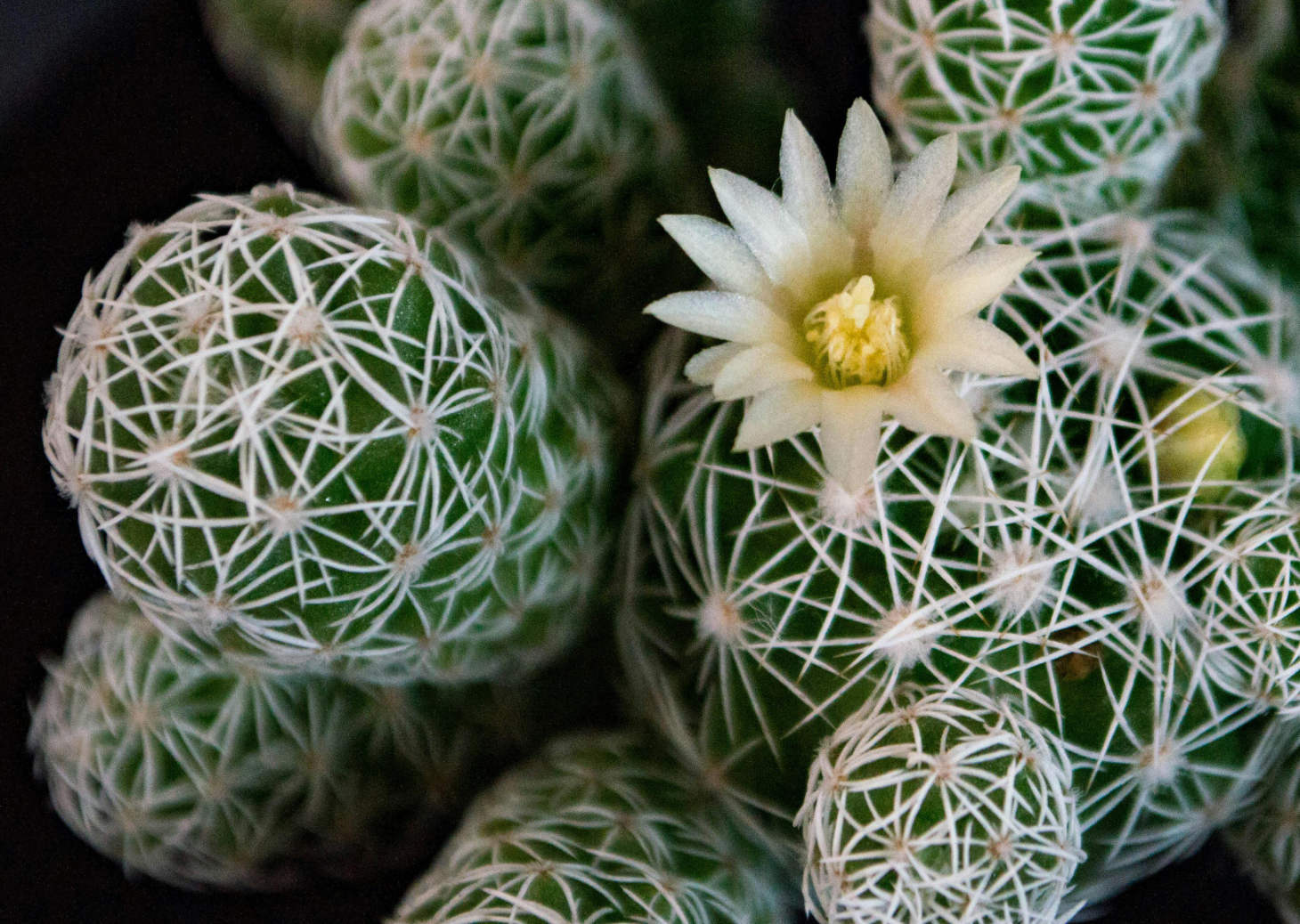 Blooming Lady Finger Cactus From Above (Mammillaria Elongata)