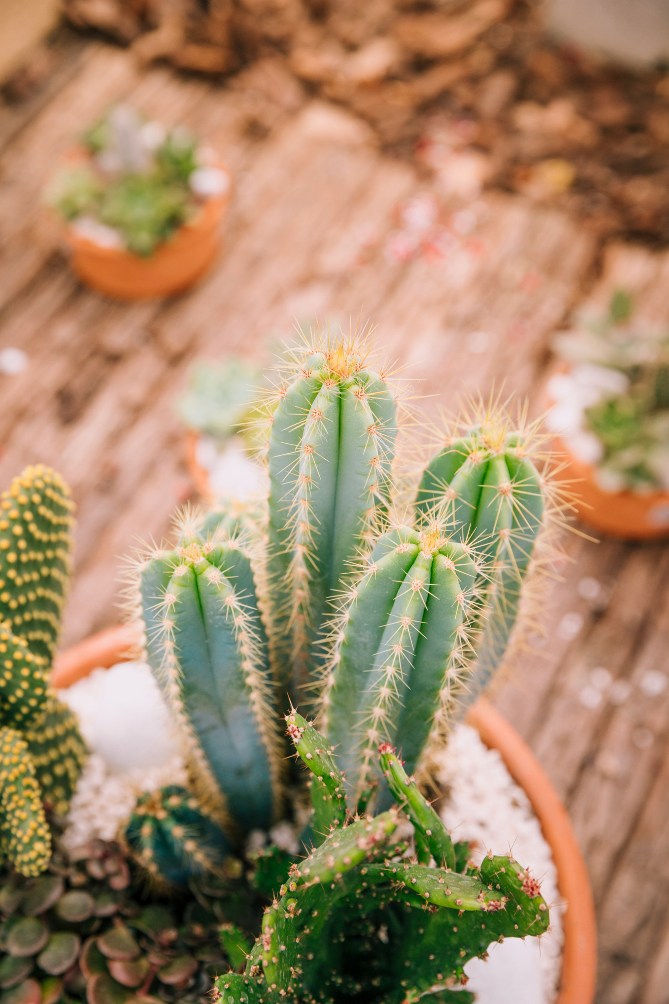 blue torch cacti