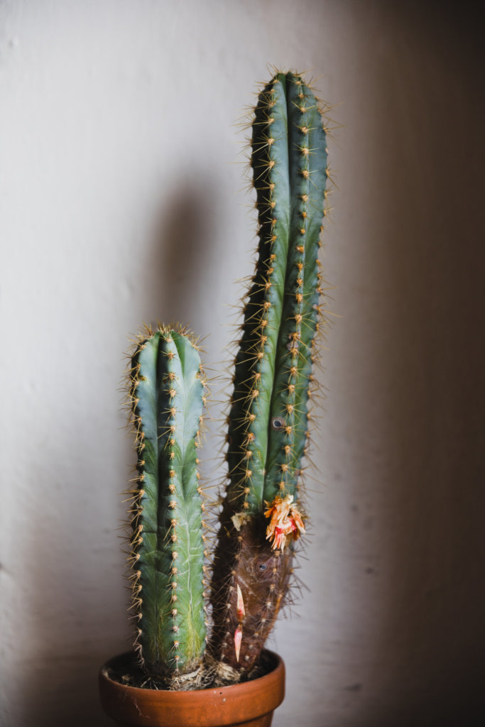 blue torch cactus in pot