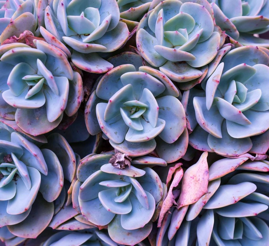 Blueish Purple Echeverias