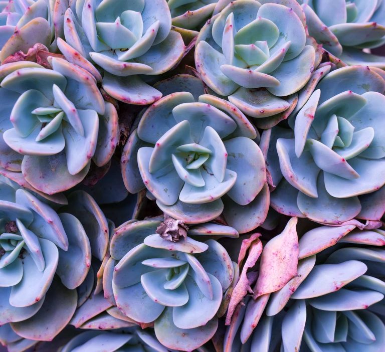 Blueish Purple Echeverias