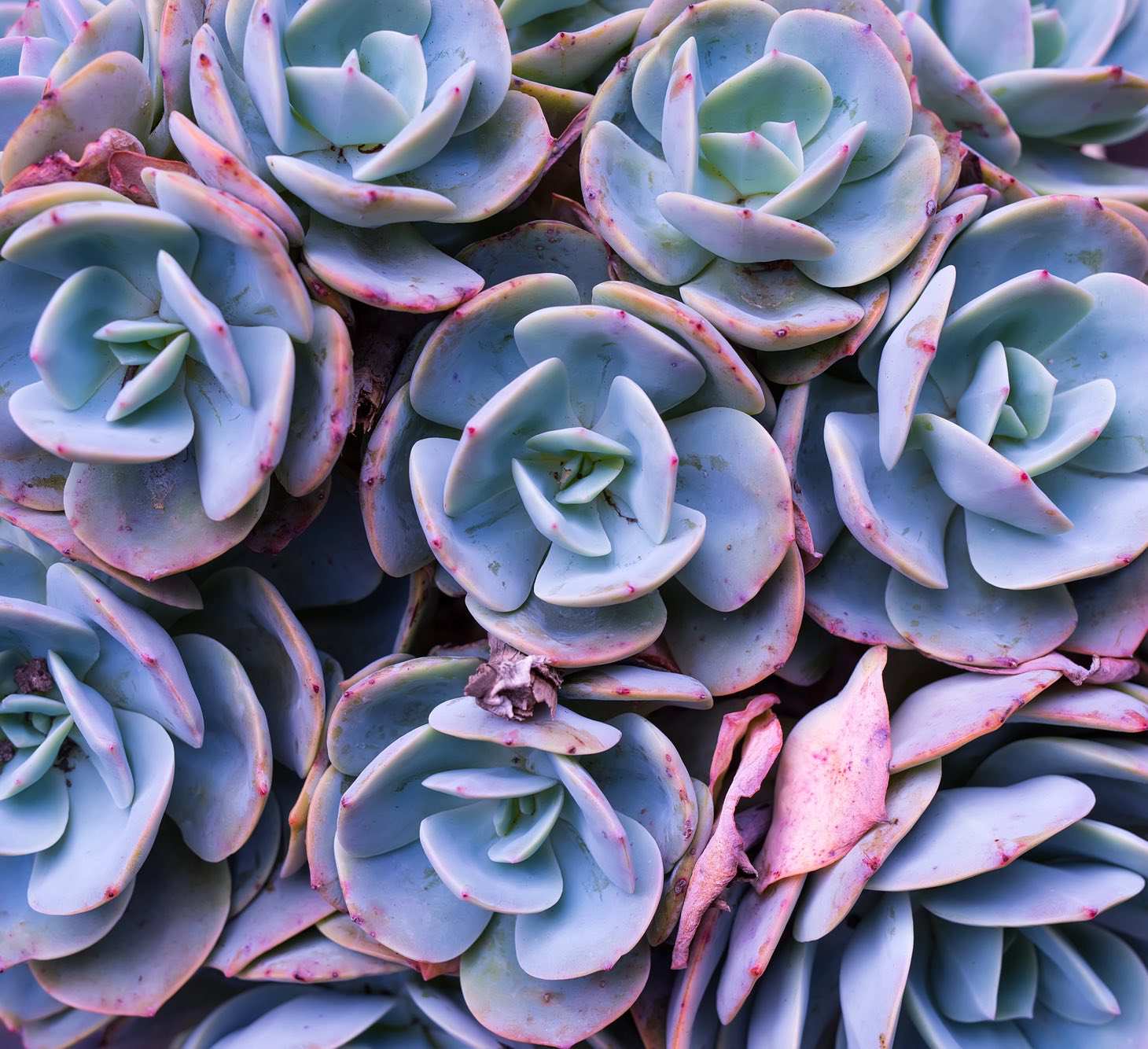 Blueish Purple Echeverias