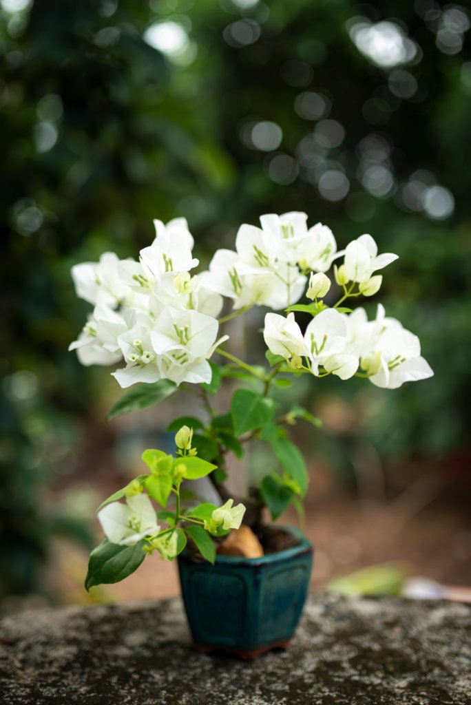 bonsai bougainville