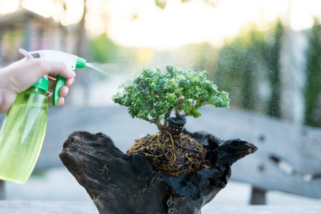 Watering small bonsai tree