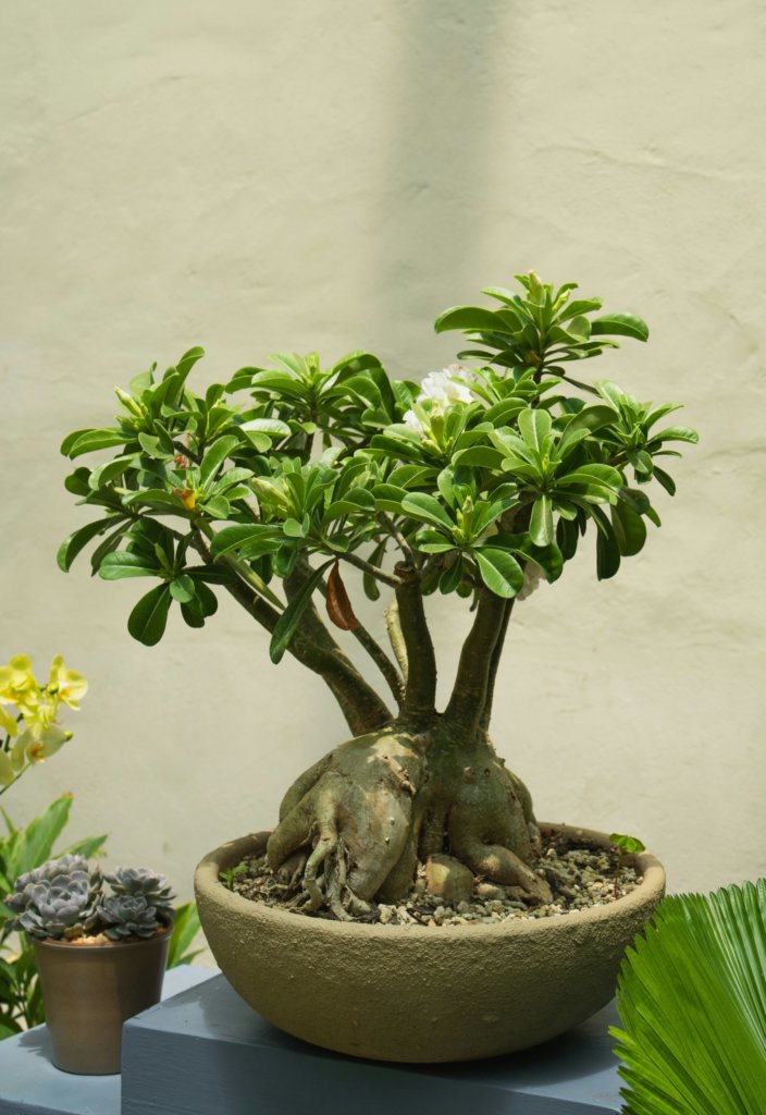 bonsai desert rose (Adenium obesum)