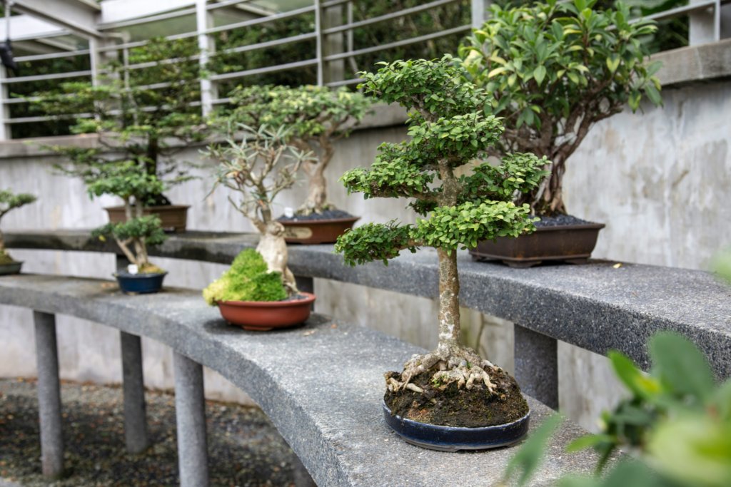 bonsai display