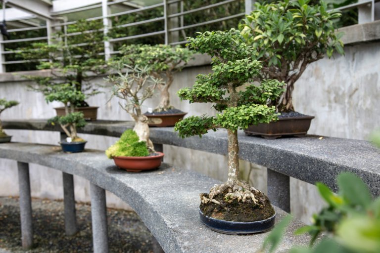 bonsai display