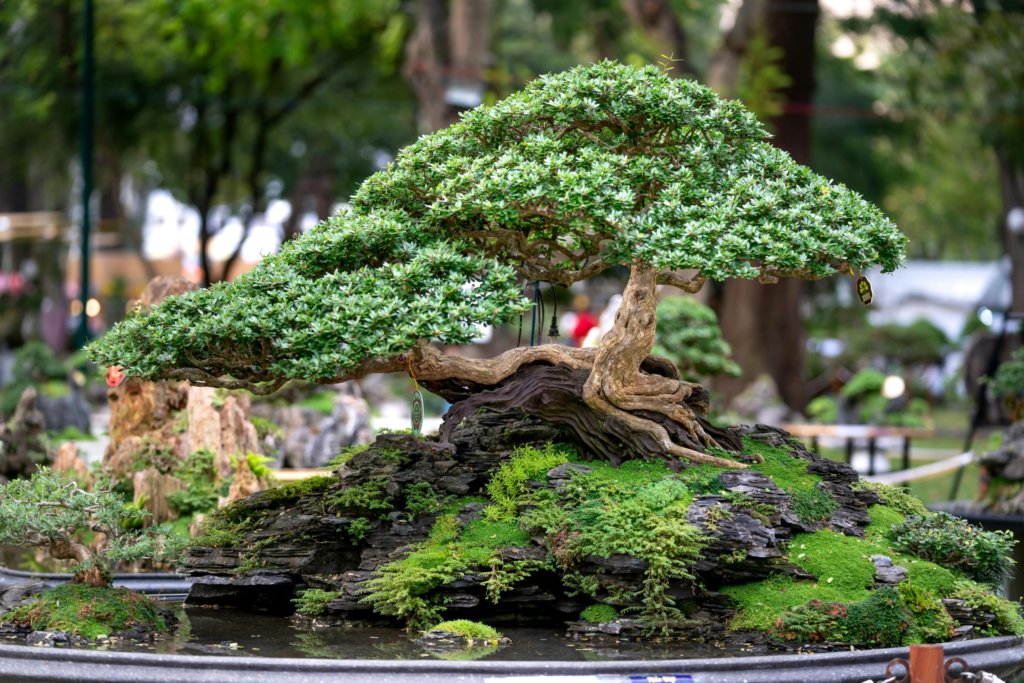 bonsai garden
