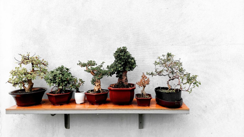 bonsai on a shelf