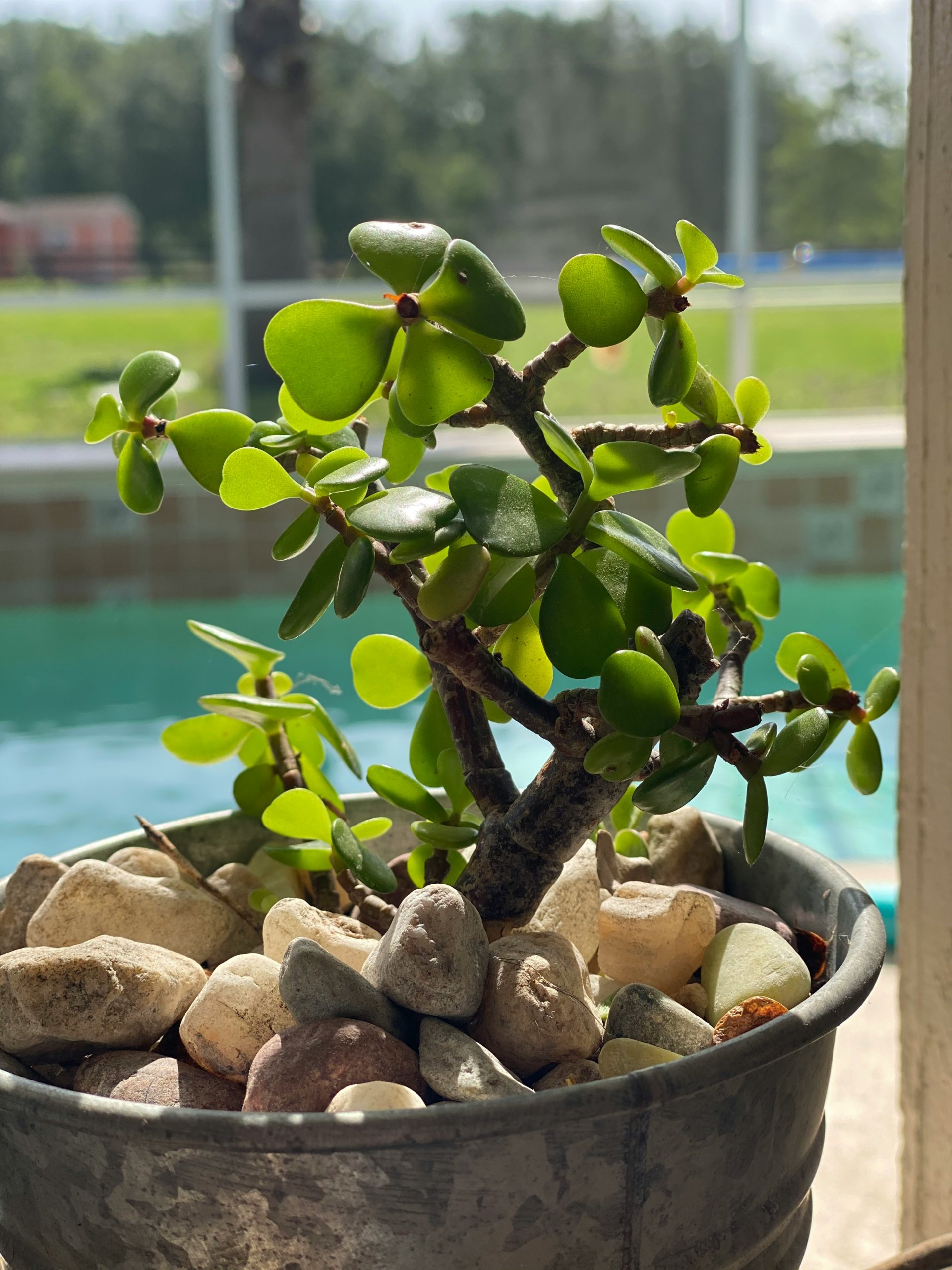 bonsai jade plant