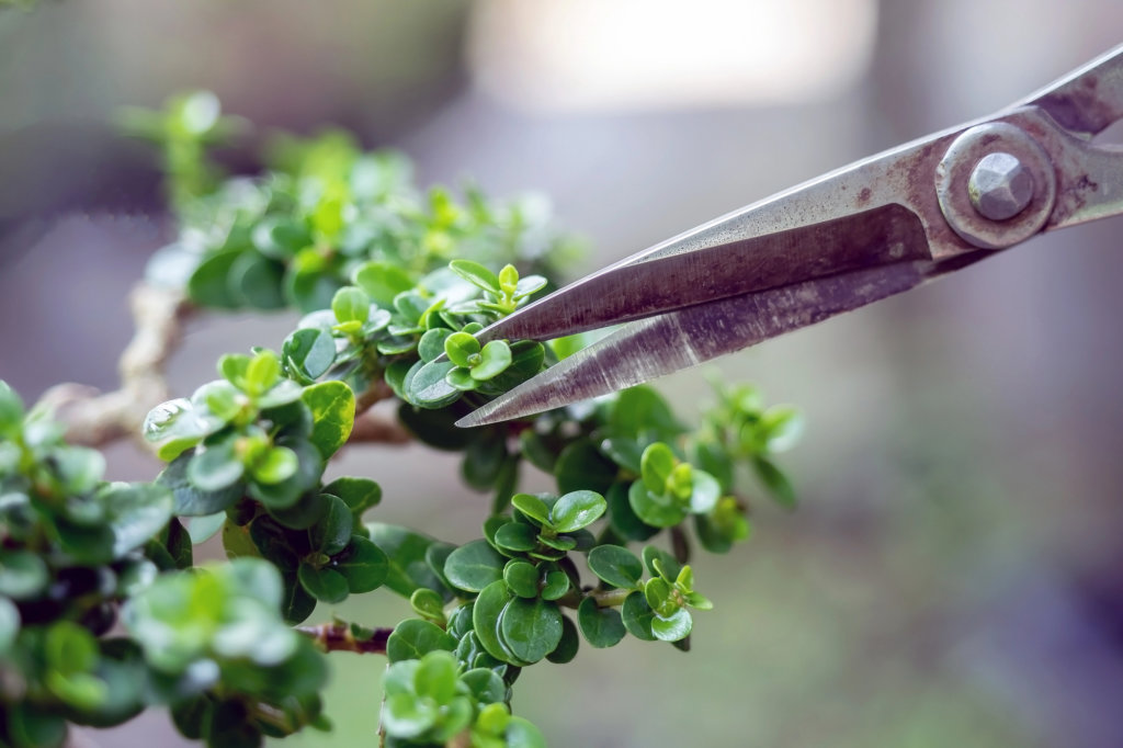bonsai leaf pruning using scissors