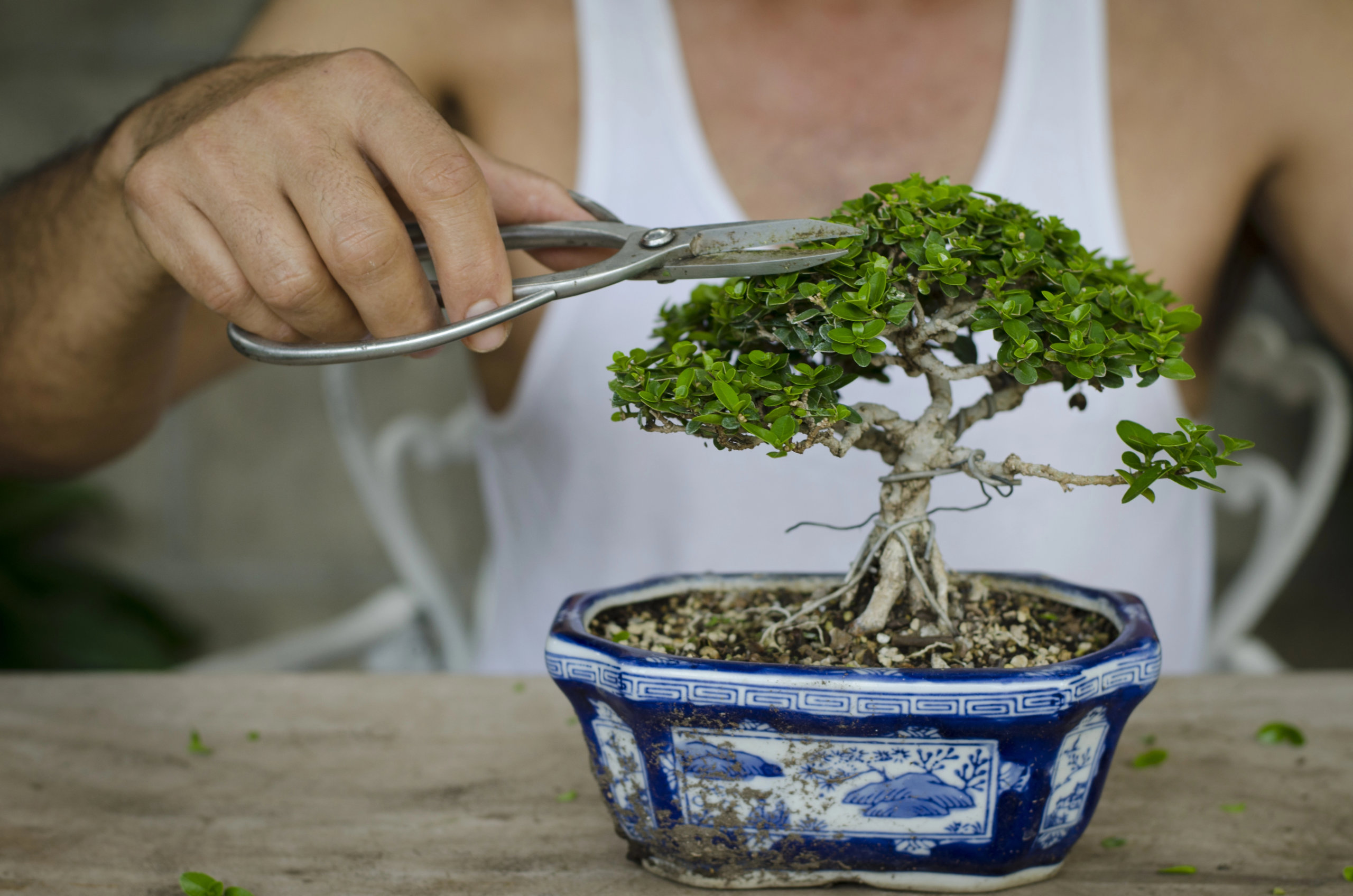 bonsai leaf pruning