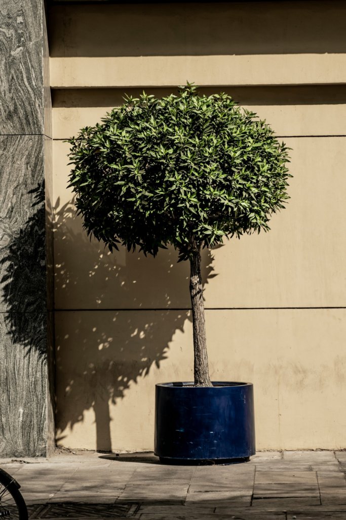 bonsai light with shadow