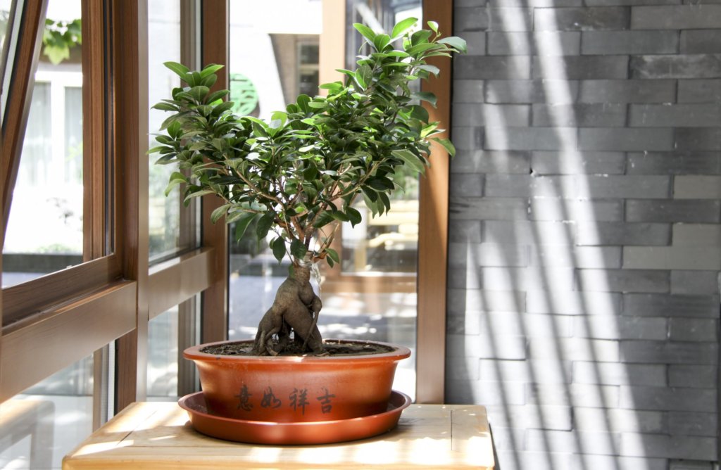bonsai near glass window