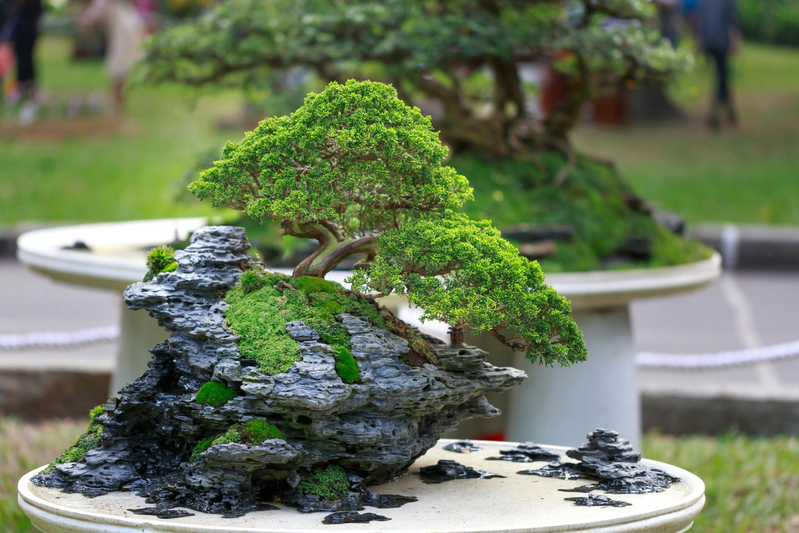 bonsai on rock outdoor