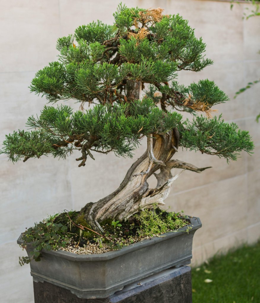bonsai pine