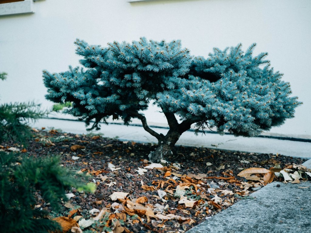bonsai planted in ground