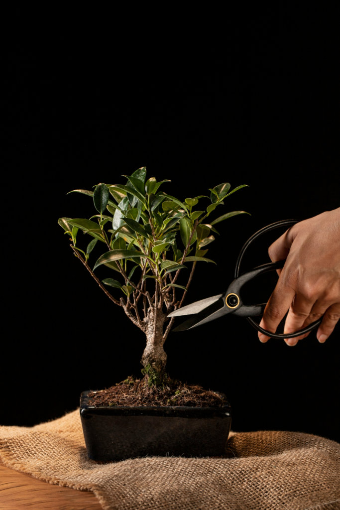 trimming bonsai using scissors