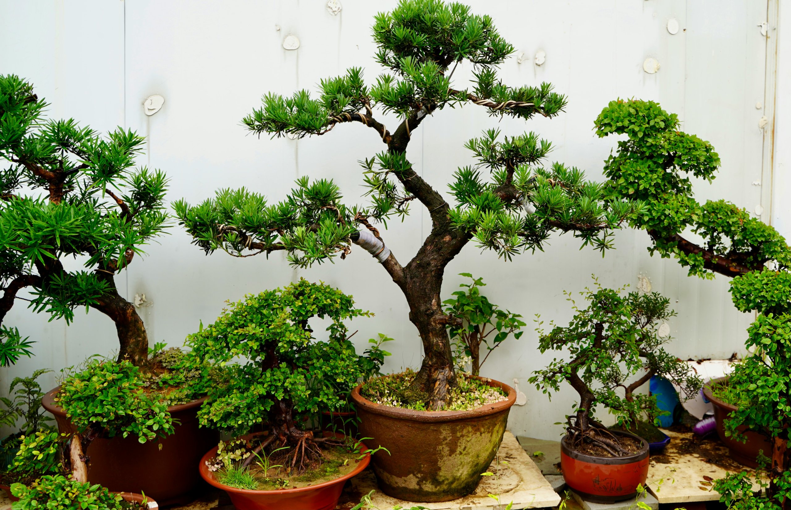 bonsai species