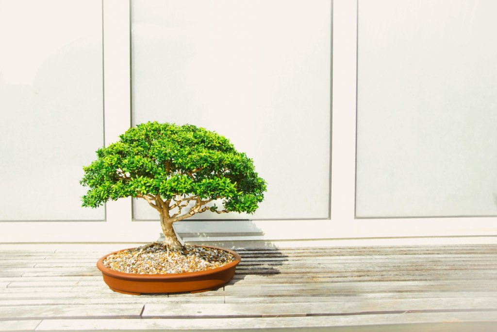 bonsai sunlight outdoor