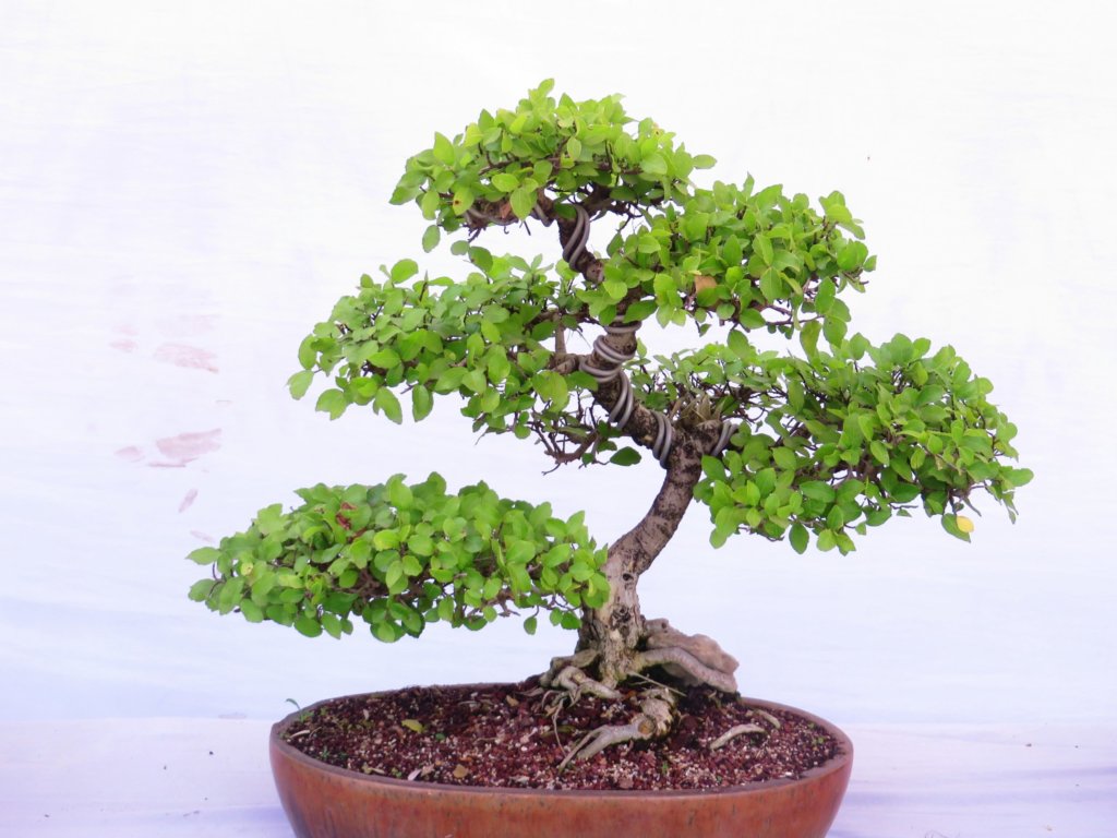 Traditional Bonsai