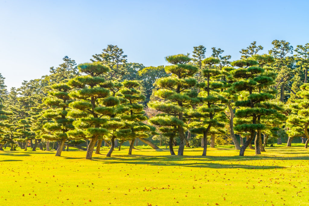 bonsai tree planted in the ground